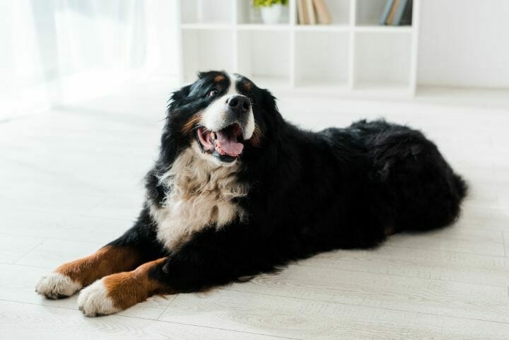 Bernese Mountain Dog