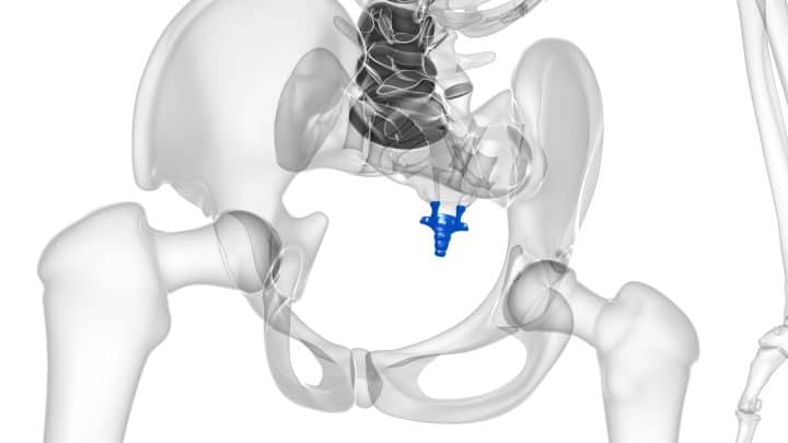 Human Coccyx or Tail bone Anatomy