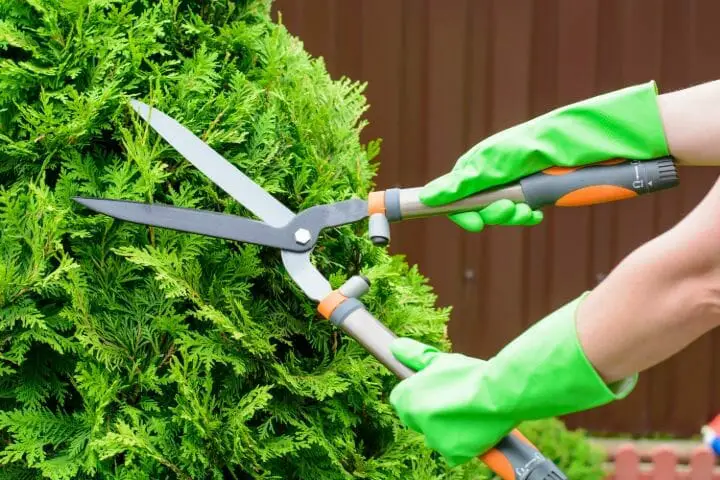 Best Gardening Tools for Seniors