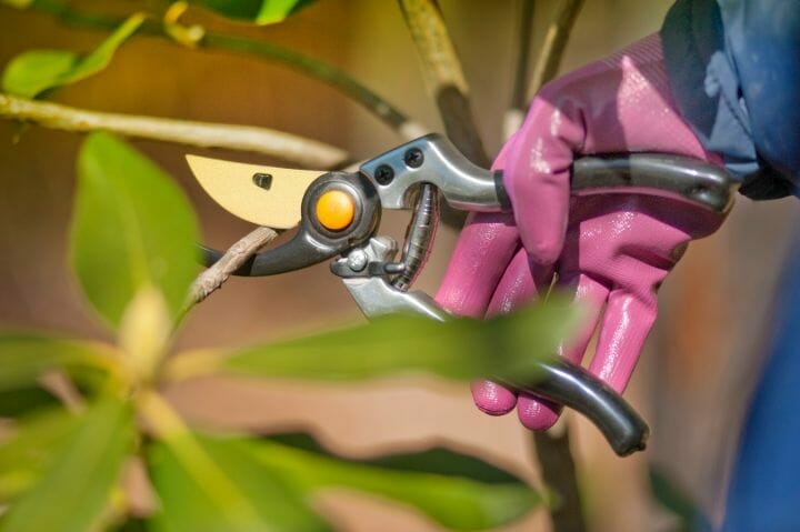 Best Pruners For Arthritis