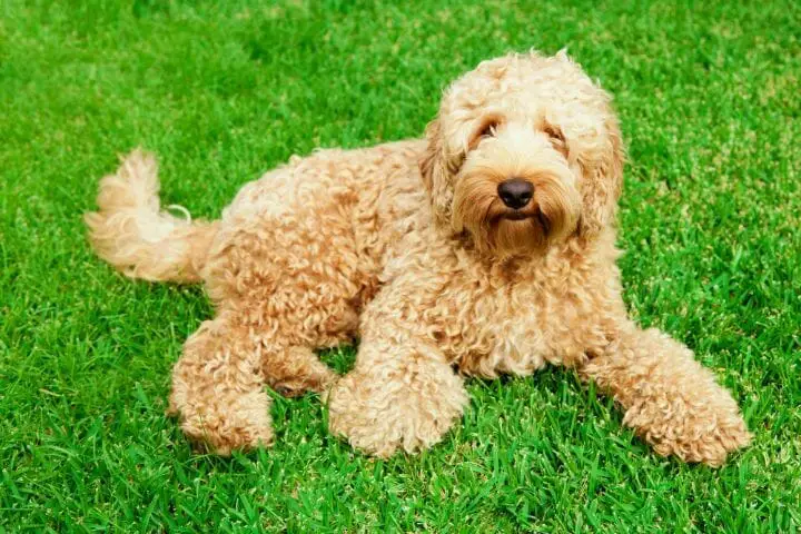 Labradoodle (Goldendoodles)