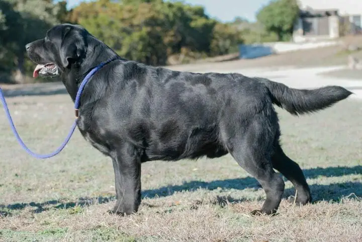 A Labrador Retreiver