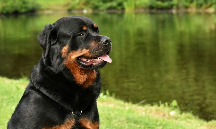 A Rottweiler Pup