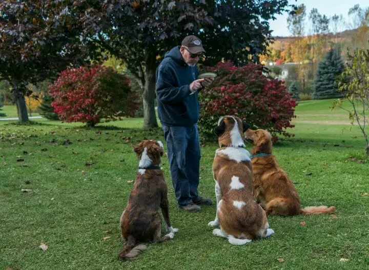 Training a dog can take time and patience but can be rewarding