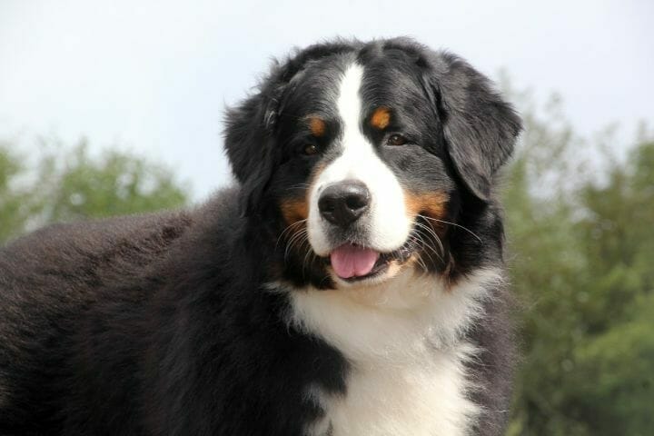 A Bernese Mountain Pup