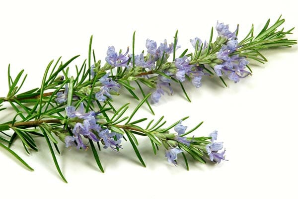 The Best Herbs For Autoimmune Disease - RespectCareGivers