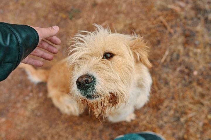 Amazing Benefits Pets Bring To Seniors