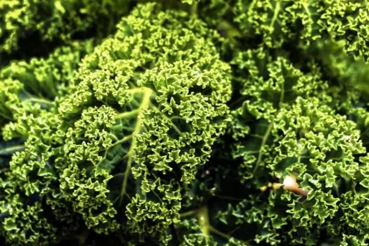 Kale Benefits For Skin