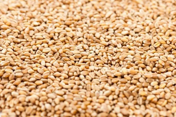 Which Grains Should We Eat As We Age