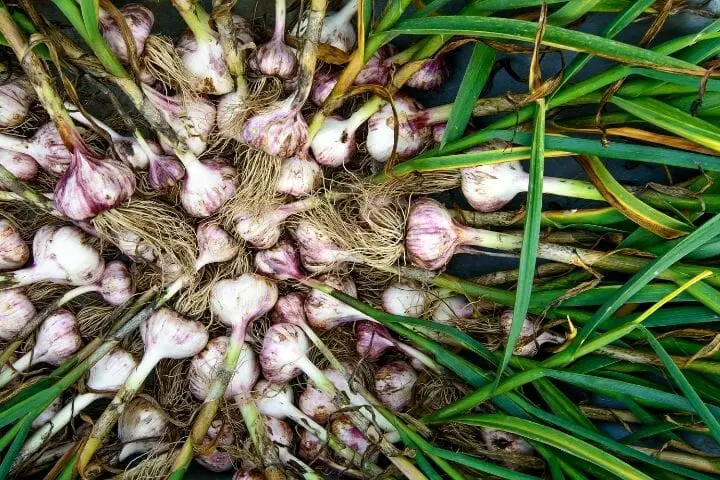 Benefits Of Garlic