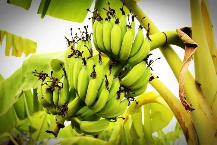 Bananas - Superfood For Seniors